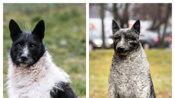 Locuitorii capitalei Estoniei i-au făcut statuie unui câine vagabond