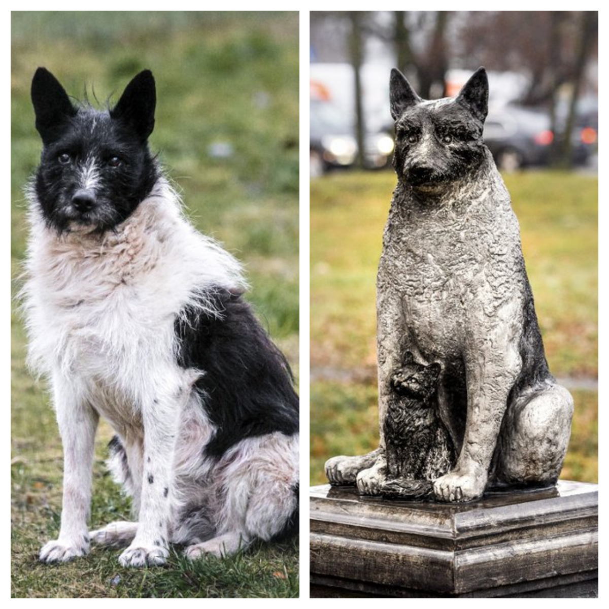 Locuitorii capitalei Estoniei i-au făcut statuie unui câine vagabond