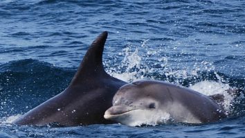 Delfinii din Lisabona