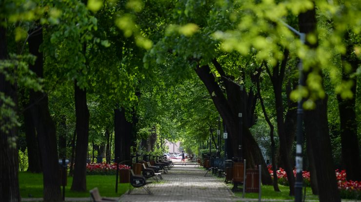 Șeful Direcției de Mediu din Primăria Capitalei, demis pentru că a avizat tăierea a 22 de copaci