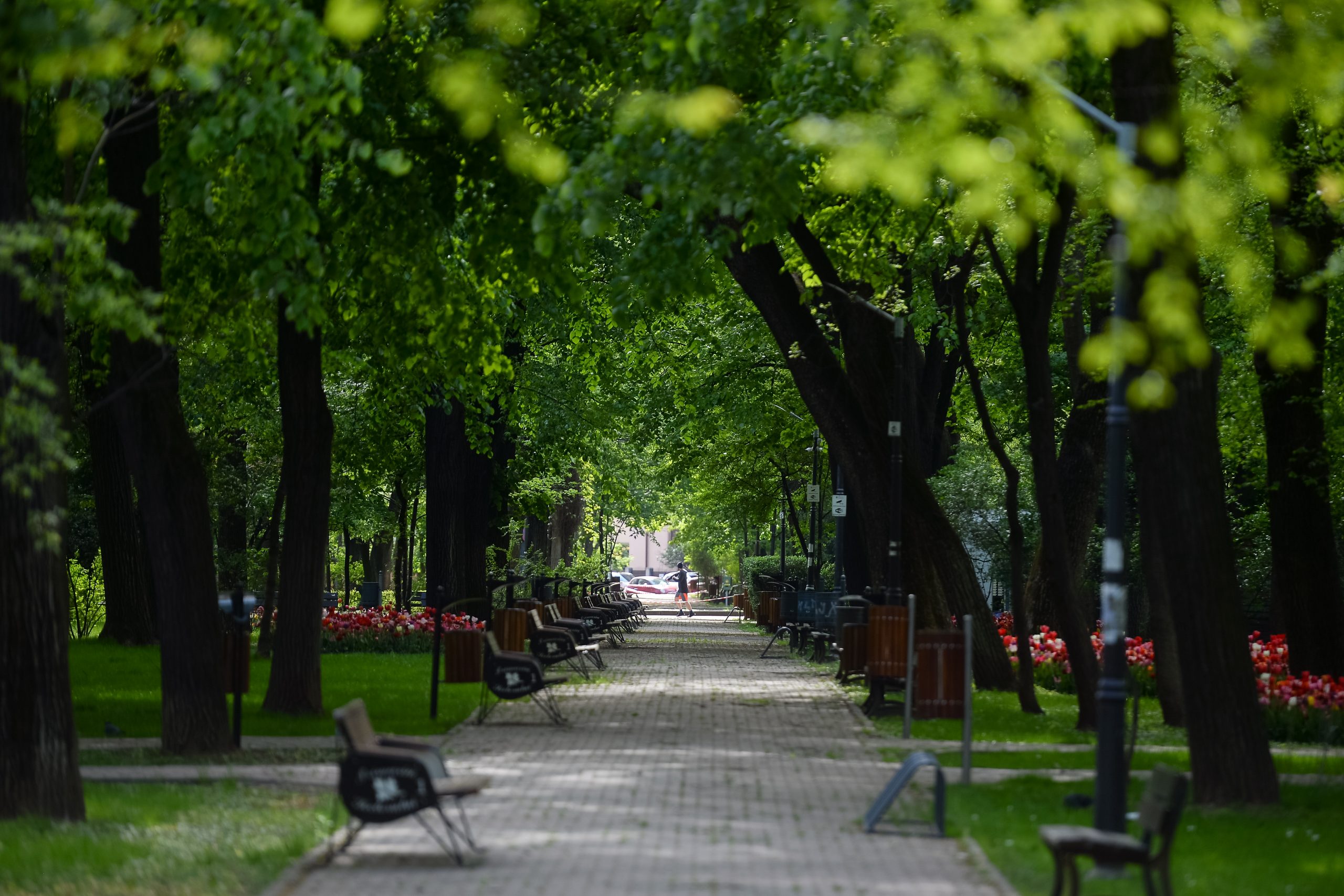 Șeful Direcției de Mediu din Primăria Capitalei, demis pentru că a avizat tăierea a 22 de copaci