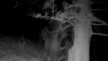 Momentul amuzant în care un urs se scarpină de un copac. Imaginile au fost suprinse în Parcul Național Retezat