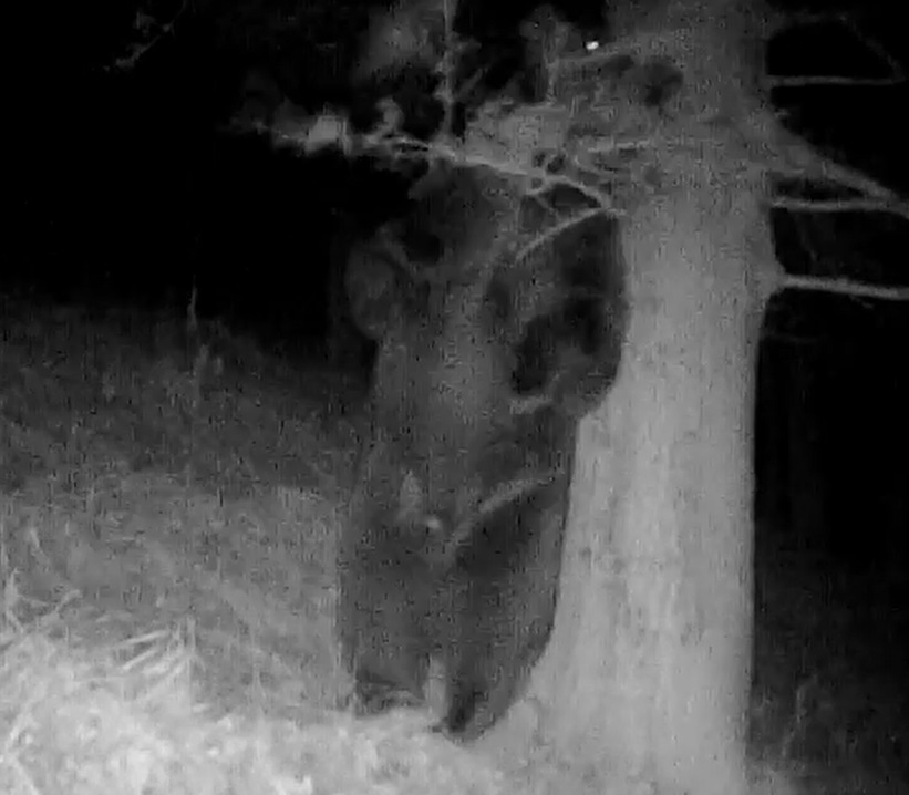 Momentul amuzant în care un urs se scarpină de un copac. Imaginile au fost suprinse în Parcul Național Retezat