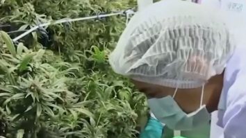 Pacienții unui spital din Thailanda, hrăniți cu frunze de cannabis: „Le dau o stare de bine”