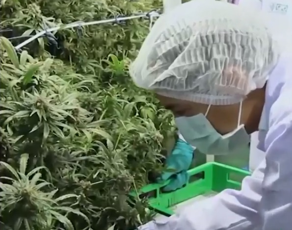 Pacienții unui spital din Thailanda, hrăniți cu frunze de cannabis: „Le dau o stare de bine”