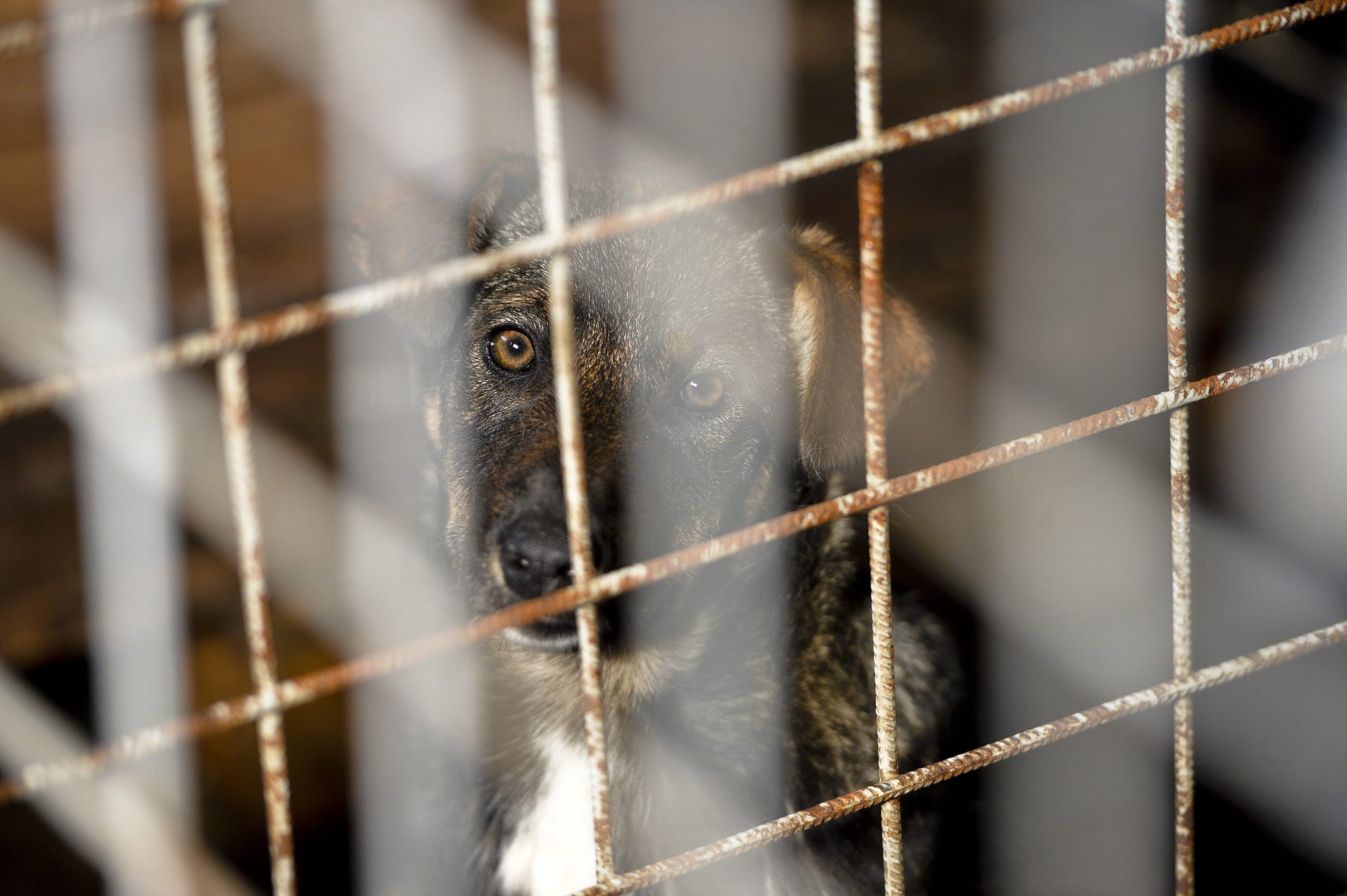 Scandalul dintre Clotilde Armand și Romprest va produce victime. 750 de câini din Sectorul 1 vor putea rămâne fără adăpost