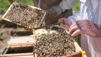 Apicultorul Reginei a urmat un ritual bizar susținut de o superstiție străveche, atunci când Elisabeta a II-a a murit