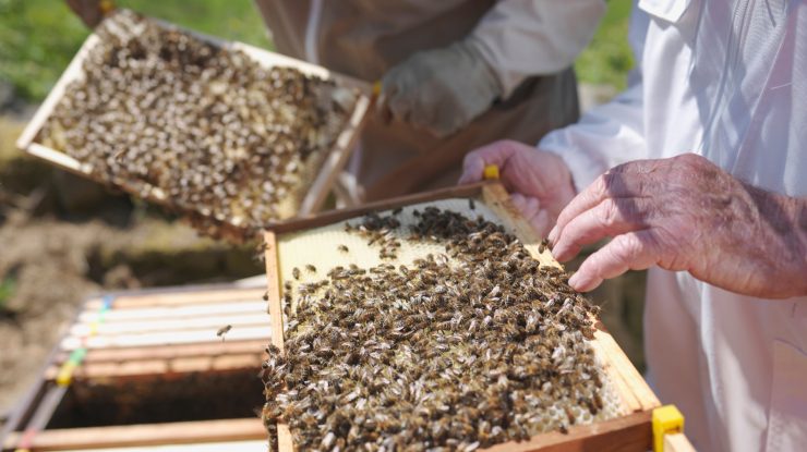 Apicultorul Reginei a urmat un ritual bizar susținut de o superstiție străveche, atunci când Elisabeta a II-a a murit