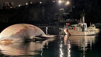 Paza de coastă italiană a recuperat una dintre cele mai mari carcase de balenă găsite vreodată în Marea Mediterană