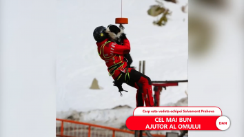 Câinele salvamontist din Prahova care salvează oamenii prinși de avalanșă. „Antrenamentele sunt zilnice, iar acest lucru nu se poate trișa”