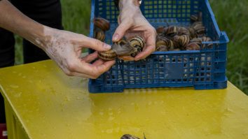 România produce carne de melc în valoare de 50 milioane de lei. Delicatesa ia drumul exportului