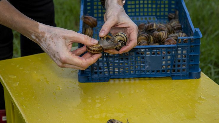 România produce carne de melc în valoare de 50 milioane de lei. Delicatesa ia drumul exportului