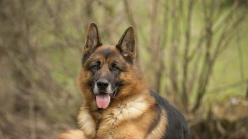 Câini și lupi, mit și adevăr. Care este originea prieteniei dintre om și câine