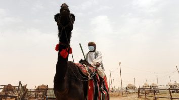 Zeci de cămile au fost eliminate dintr-un concurs de frumusețe. Animalele au fost injectate cu botox