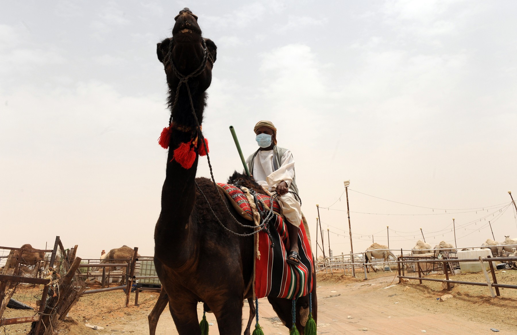 Zeci de cămile au fost eliminate dintr-un concurs de frumusețe. Animalele au fost injectate cu botox