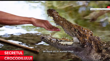 Crocodilii din prezent, aproape identici cu cei de acum 200 milioane de ani