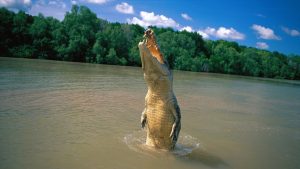 crocodil-australia