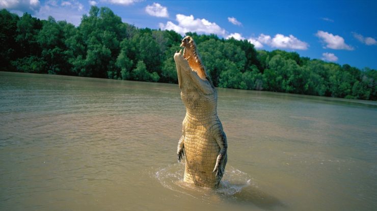 crocodil-australia