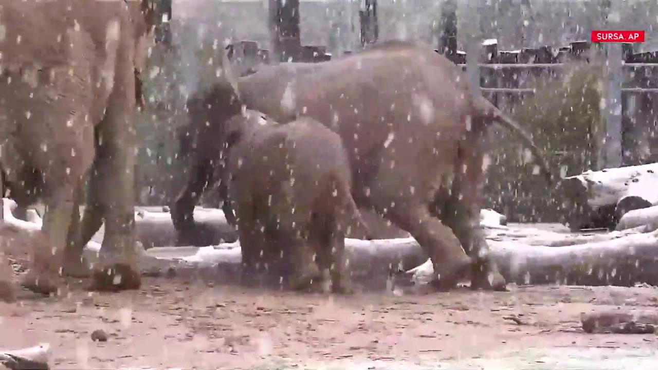 Reacția unor elefanți de la zoo când văd zăpadă. Imaginile au devenit virale