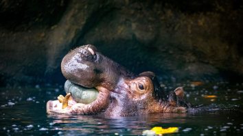 Hipopotamii lui Pablo Escobar au ajuns o amenințare în Columbia. Un grup de cercetători cere eutanasiera lor