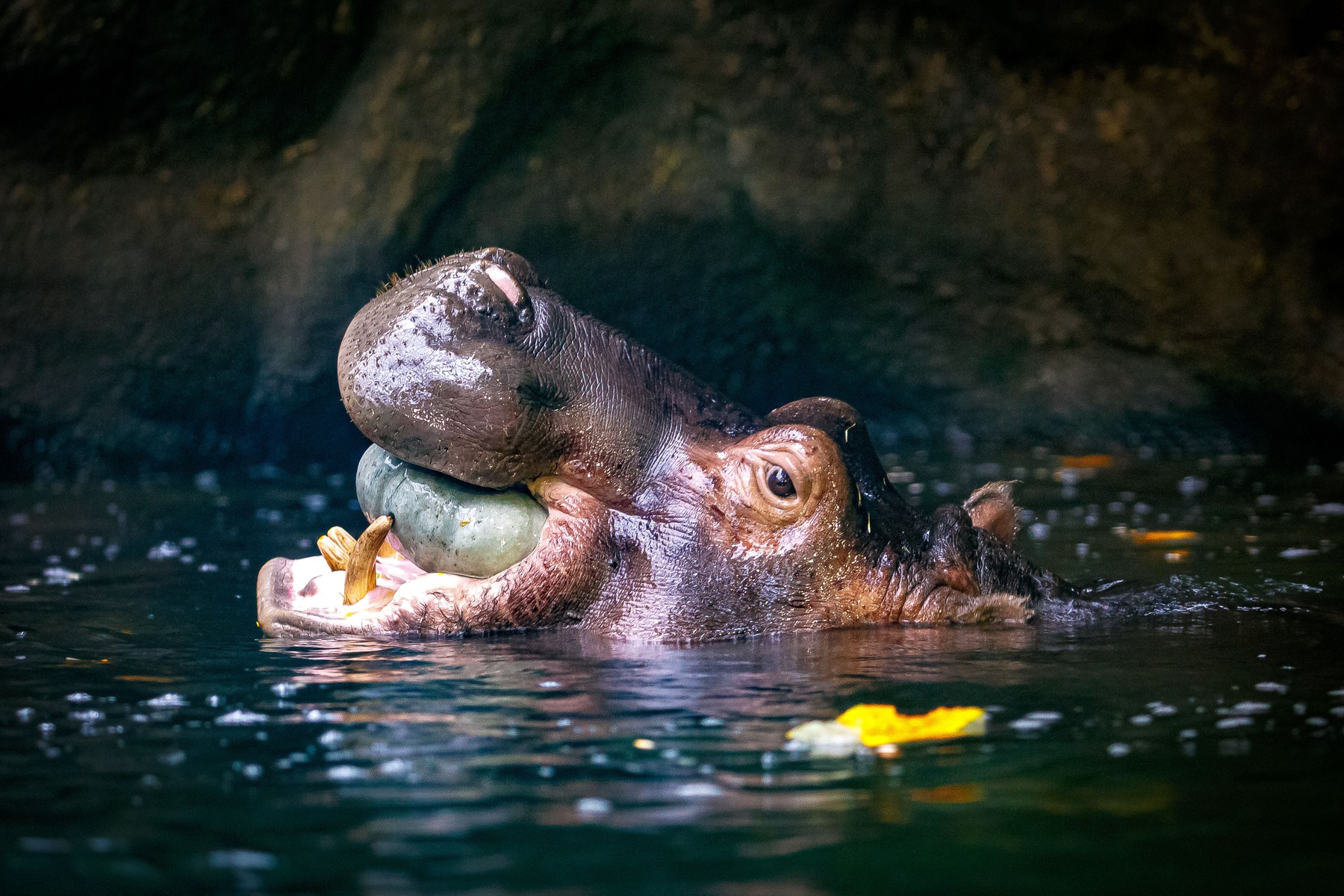Hipopotamii lui Pablo Escobar au ajuns o amenințare în Columbia. Un grup de cercetători cere eutanasiera lor