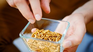 Consumul de insecte a fost aprobat de UE. Viermele de făină, cu un pas mai aproape de farfuriile europenilor