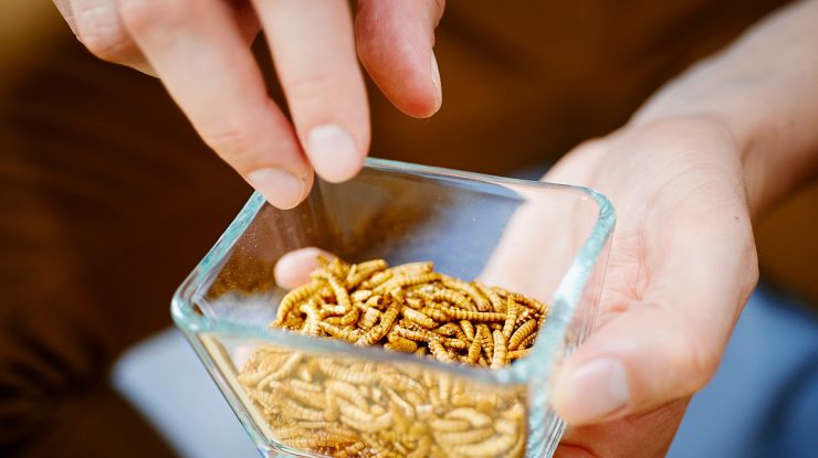 Consumul de insecte a fost aprobat de UE. Viermele de făină, cu un pas mai aproape de farfuriile europenilor