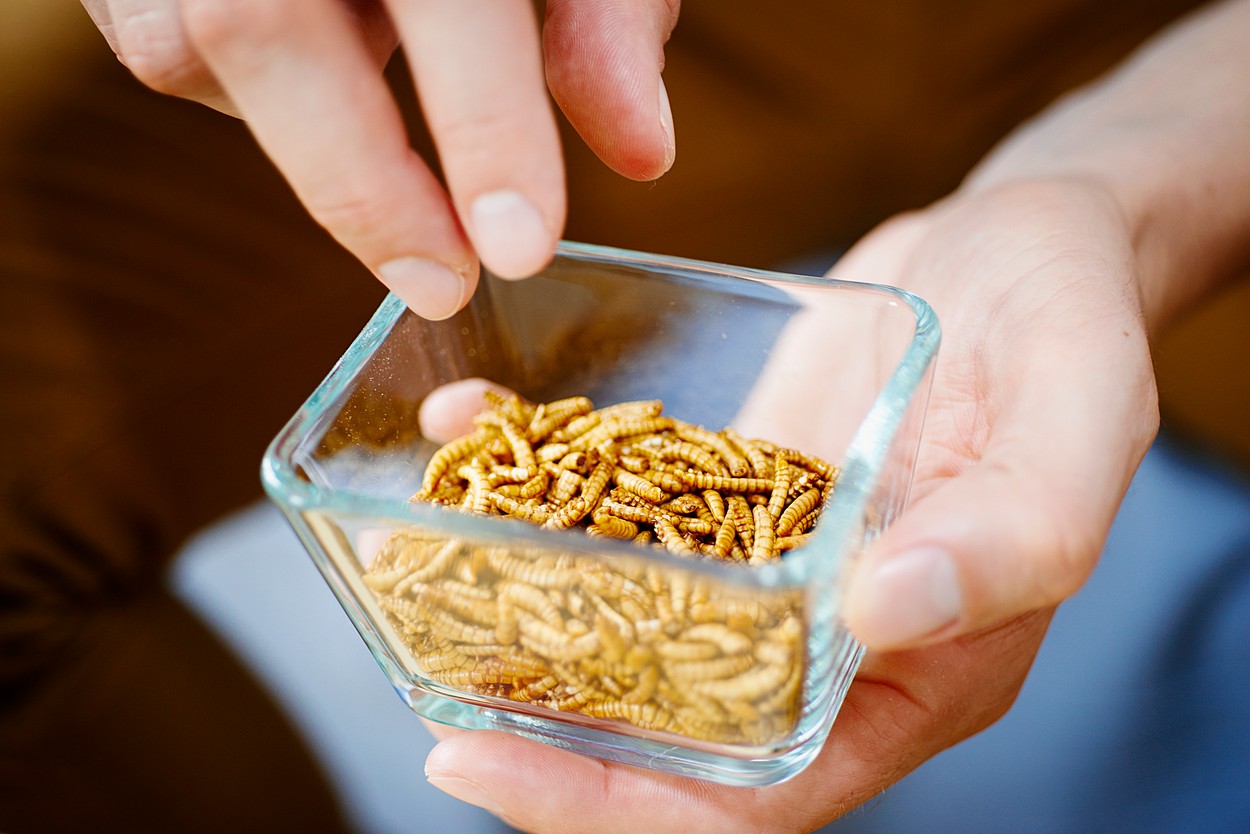Comisia Europeană autorizează o a doua insectă ca ingredient pentru diverse produse alimentare