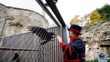 Semn rău, potrivit legendelor. Un corb din Turnul Londrei este de negăsit
