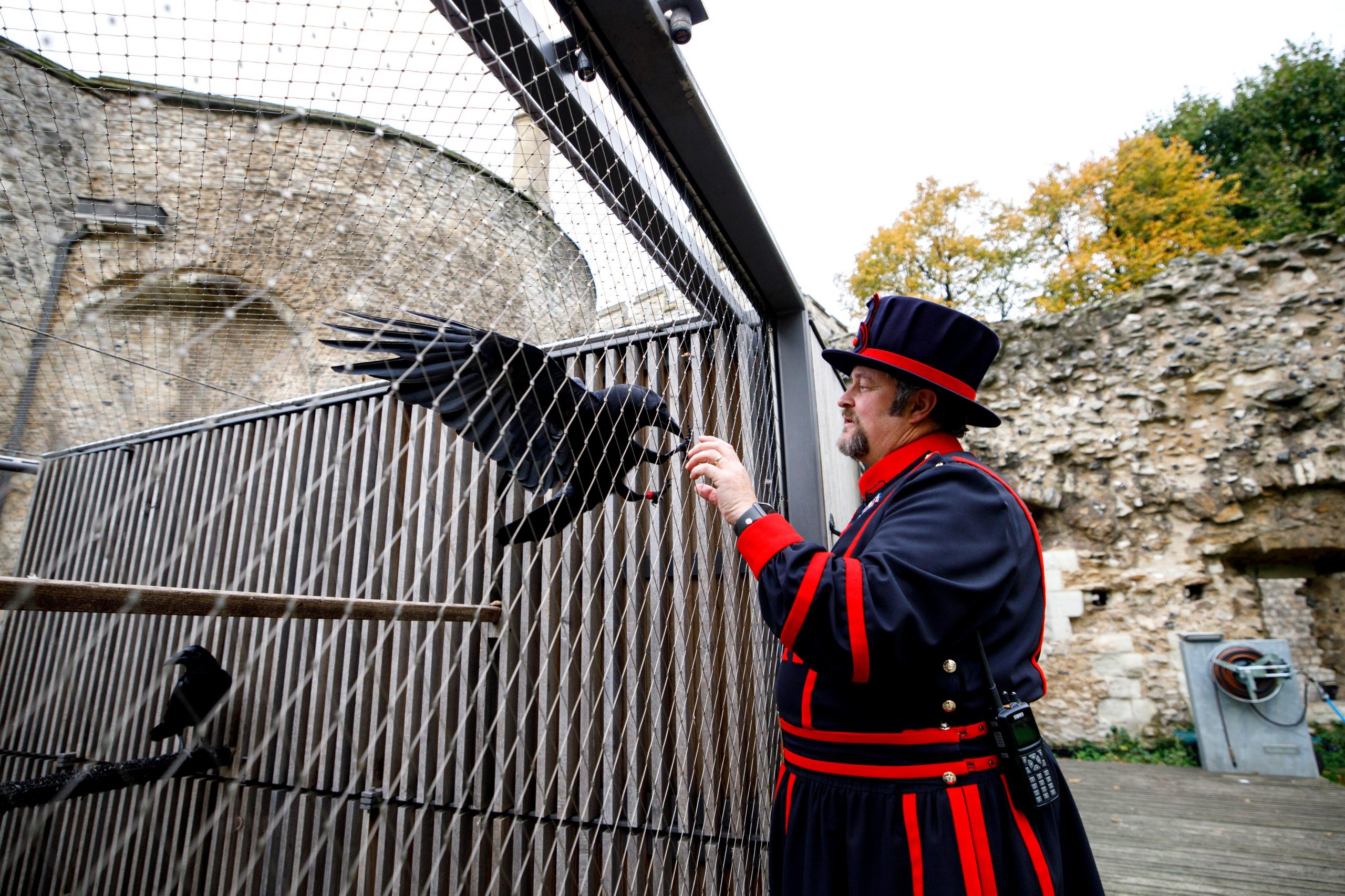 The tower of london was a prison. Тауэр бифитеры вороны. Вороны Тауэра в Лондоне. Тауэр Лондон бифитеры.