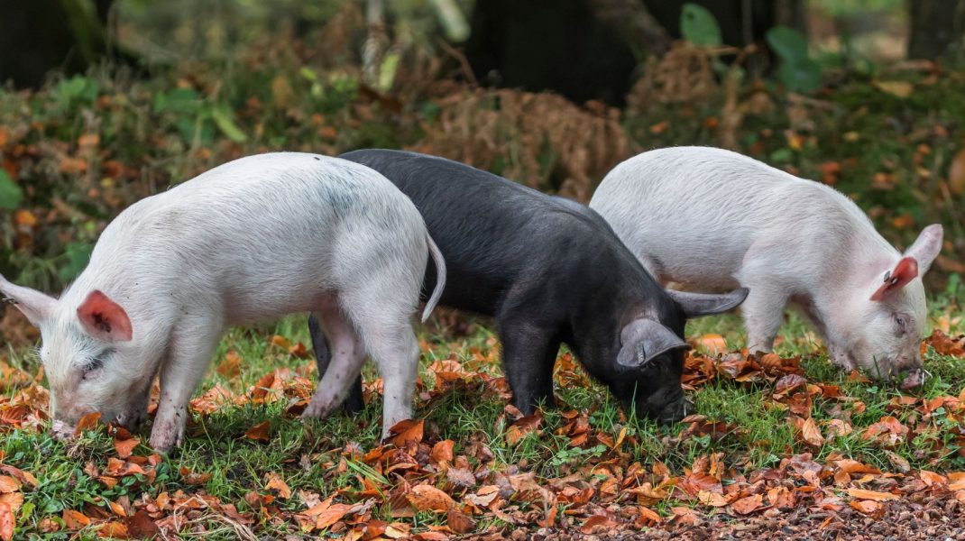 porci