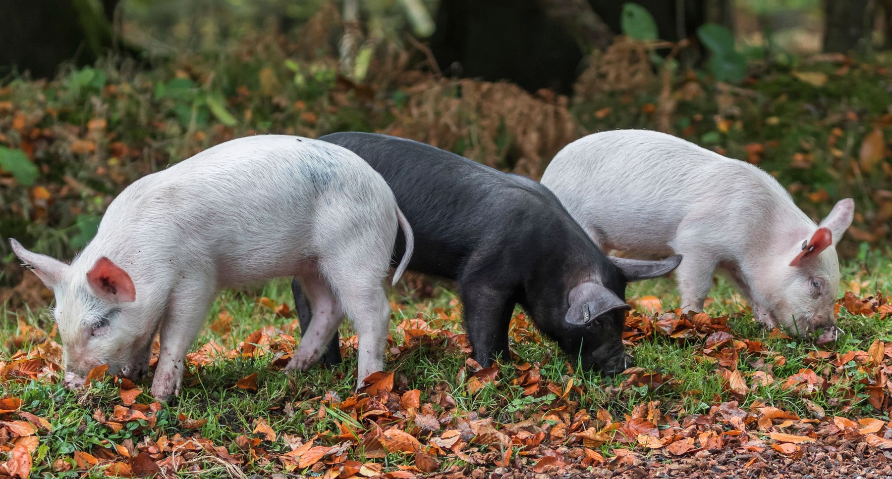 Un focar de pestă porcină africană a fost confirmat în România