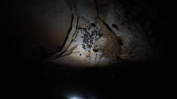 China blochează accesul jurnaliștilor și cercetătorilor la peșterile cu lilieci care ar dezvălui originea coronavirusului