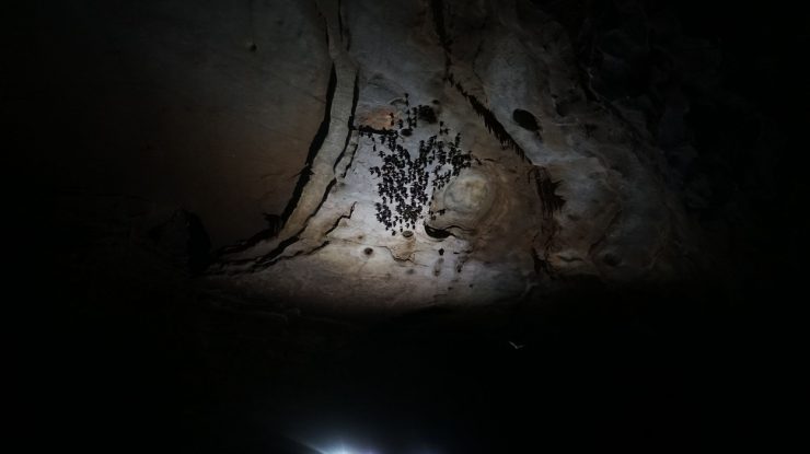 China blochează accesul jurnaliștilor și cercetătorilor la peșterile cu lilieci care ar dezvălui originea coronavirusului