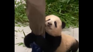 urși-panda