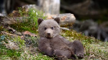 VIDEO. Pus pe șotii: un pui de urs a furat o cameră de monitorizare a faunei