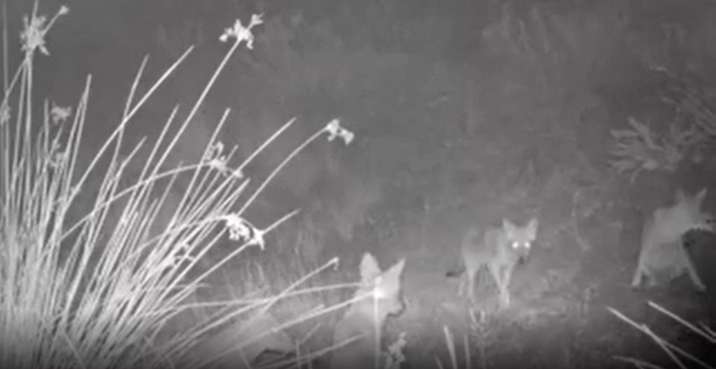 Imagini rare cu mai mulți șacali care produc sunete înfricoșătoare, filmate în Tulcea. VIDEO