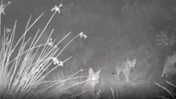 Imagini rare cu mai mulți șacali care produc sunete înfricoșătoare, filmate în Tulcea. VIDEO