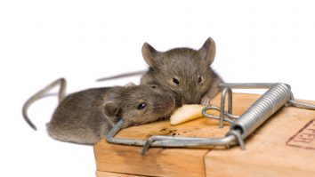 Australian Open: Jucătorii au fost sfătuiţi să nu hrănească şoarecii din camerele de hotel