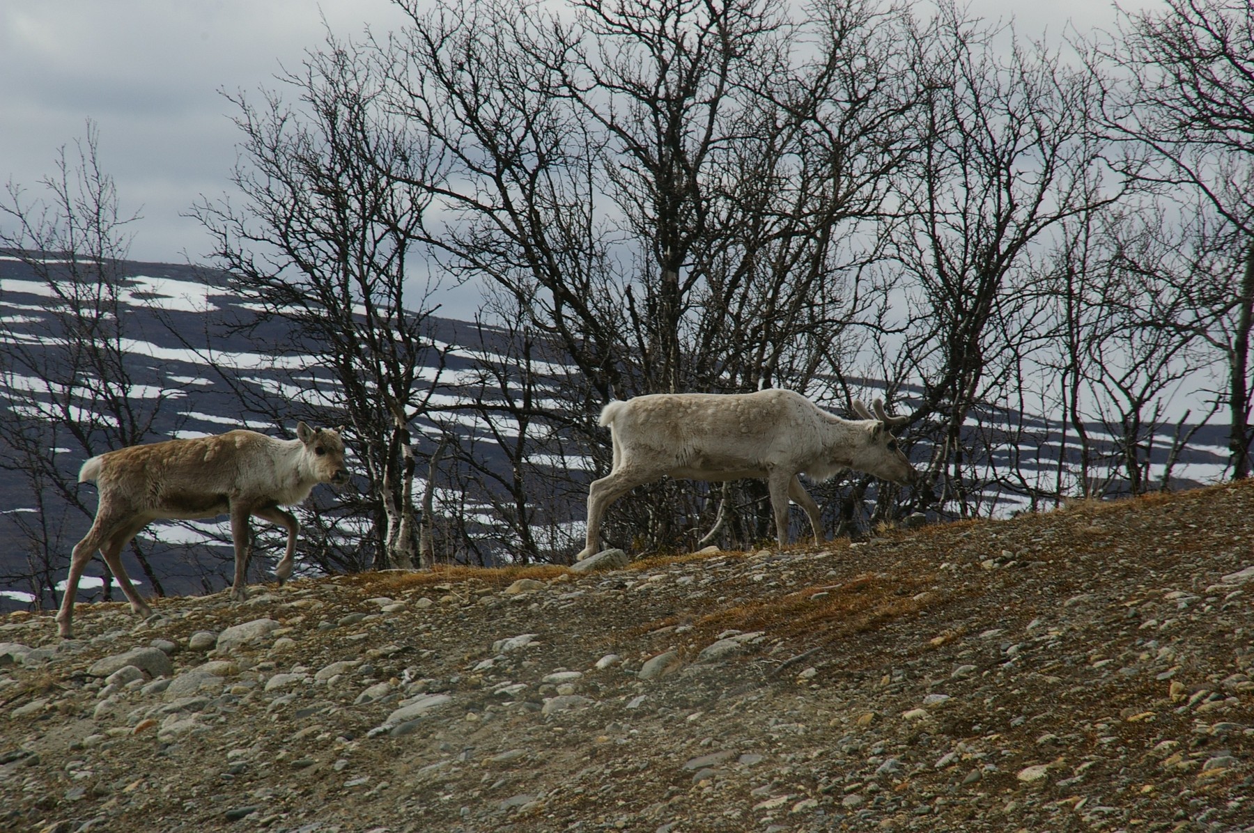 Suedia a găsit soluția pentru a ține renii departe de zonele locuite. Va construi renoducte