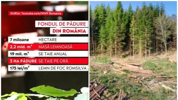 taieri-ilegale-paduri