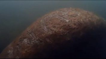 Anchetă de amploare în SUA, după ce numele „Trump” a apărut pe spatele unui lamantin, mamiferul marin cunoscut și ca „vacă de mare” VIDEO