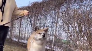 Patricia Nanu, medic veterinar: „Dacă animalul își va linge proprietarul poate să ia acest virus, dar nu poate transmite mai departe”