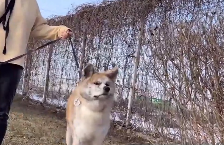 Patricia Nanu, medic veterinar: „Dacă animalul își va linge proprietarul poate să ia acest virus, dar nu poate transmite mai departe”