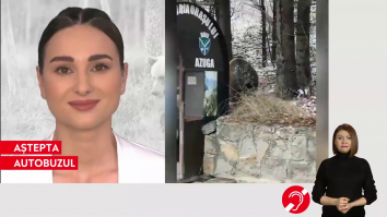 VIDEO Un urs a fost filmat în timp ce se plimba liniștit prin Azuga