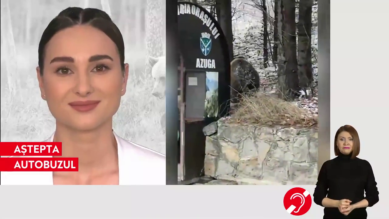 VIDEO Un urs a fost filmat în timp ce se plimba liniștit prin Azuga