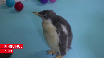VIDEO Alex, primul pinguin din specia Ghentoo care s-a născut în Mexic
