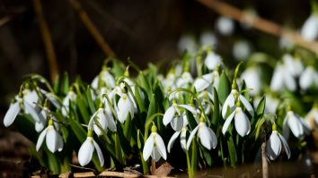 Poate nu știai: De ce a treia lună a anului se numește „martie”?