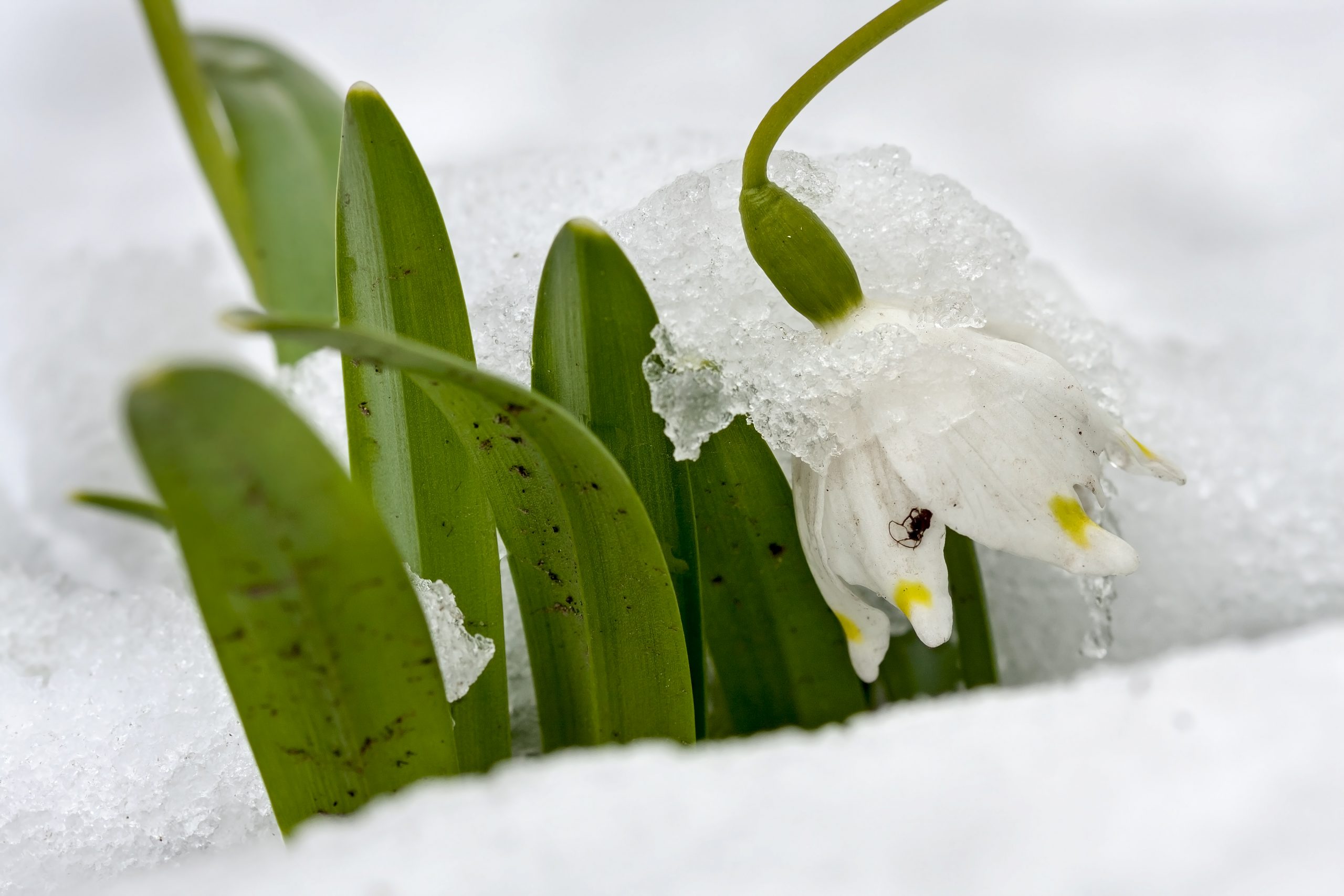 Cum va fi vremea în luna martie. Meteorologii au făcut estimări pentru următoarele 4 săptămâni