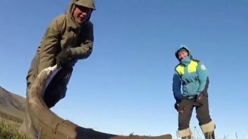 VIDEO. Oamenii de știință au recuperat cel mai vechi ADN din dinţii unor mamuţi siberieni